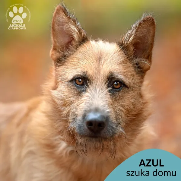 Pies do adopcji, Gdynia, 18 listopada 2024 (1/4)