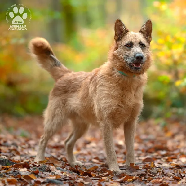 Pies do adopcji, Gdynia, 18 listopada 2024 (2/4)