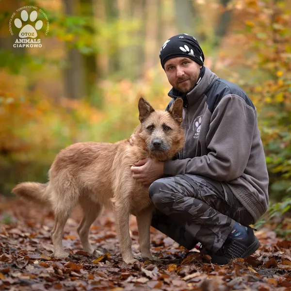 Pies do adopcji, Gdynia, 18 listopada 2024 (3/4)