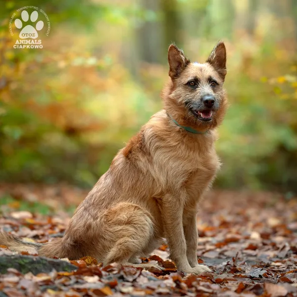 Pies do adopcji, Gdynia, 18 listopada 2024 (4/4)