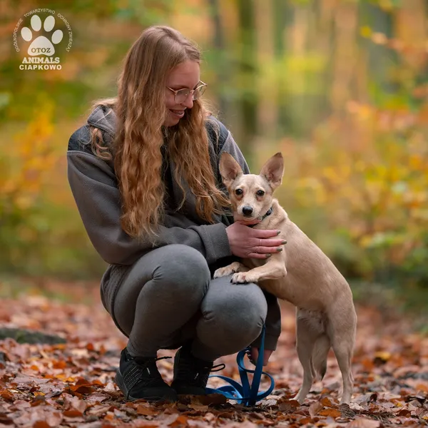 Pies do adopcji, Gdynia, 18 listopada 2024 (3/4)