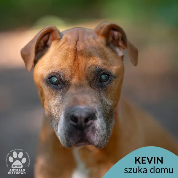 Pies do adopcji, Gdynia, 18 listopada 2024 (1/4)