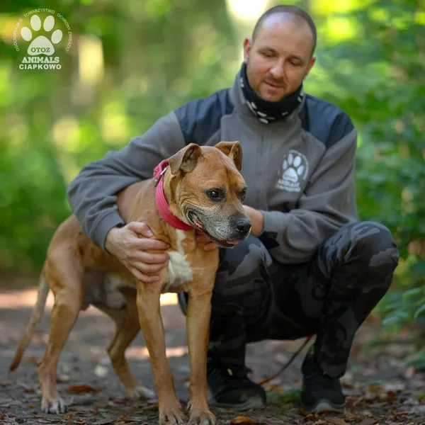 Pies do adopcji, Gdynia, 18 listopada 2024 (3/4)