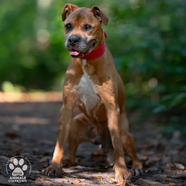 Pies do adopcji, Gdynia, 18 listopada 2024 (4/4)