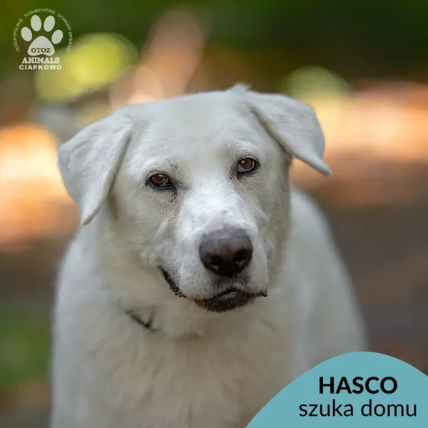 Pies do adopcji, Gdynia, 18 listopada 2024 (1/4)