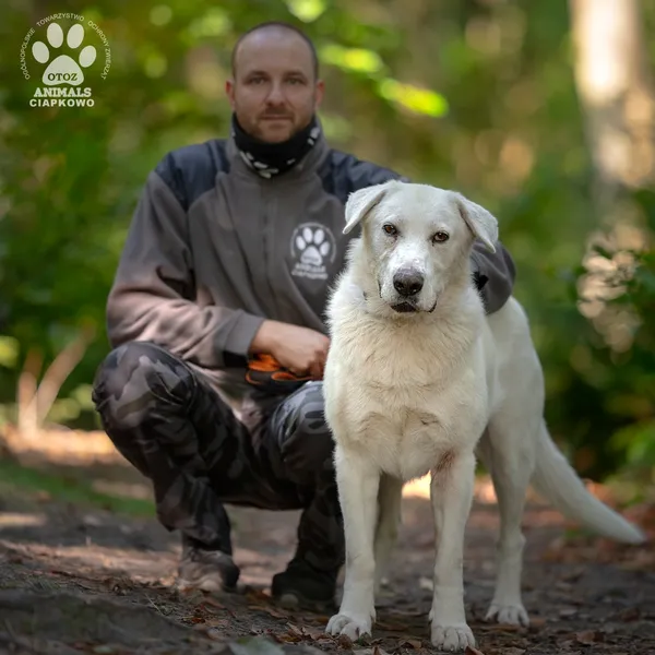 Pies do adopcji, Gdynia, 18 listopada 2024 (2/4)