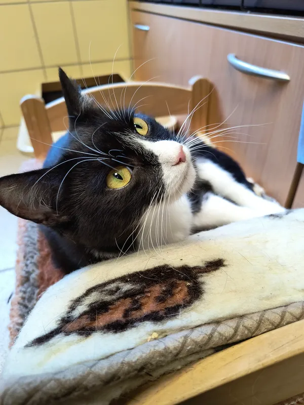 Kot do adopcji, Gdynia, 18 listopada 2024 (3/5)