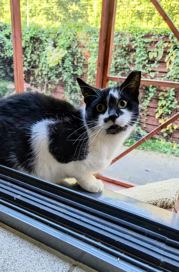 Kot do adopcji, Gdynia, 18 listopada 2024 (2/2)