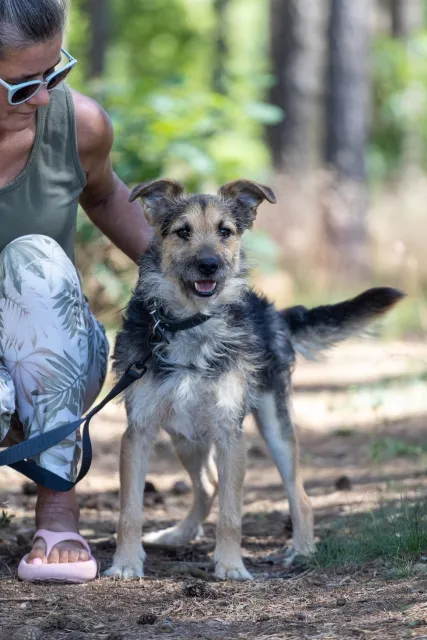 Pies do adopcji, Piła, 24 kwietnia 2024