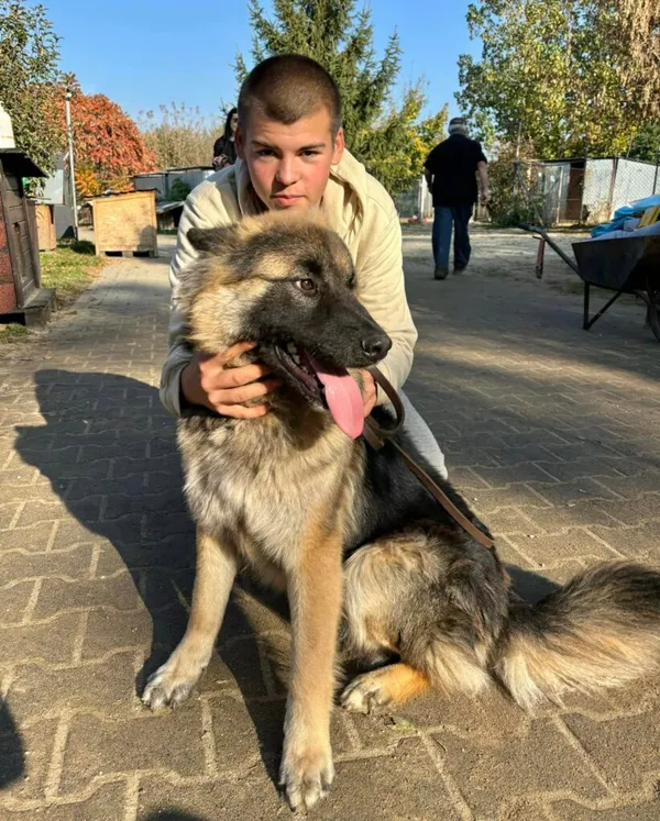 Pies do adopcji, Przyborówko, 18 listopada 2024 (1/3)