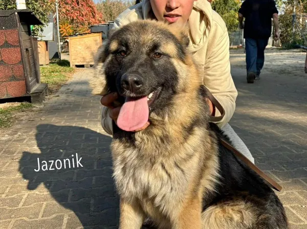 Pies do adopcji, Przyborówko, 18 listopada 2024 (2/3)