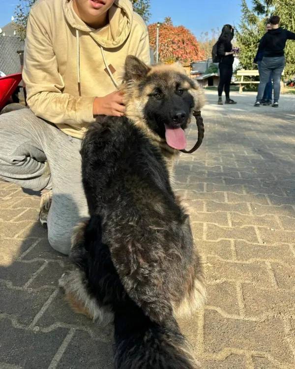 Pies do adopcji, Przyborówko, 18 listopada 2024 (3/3)