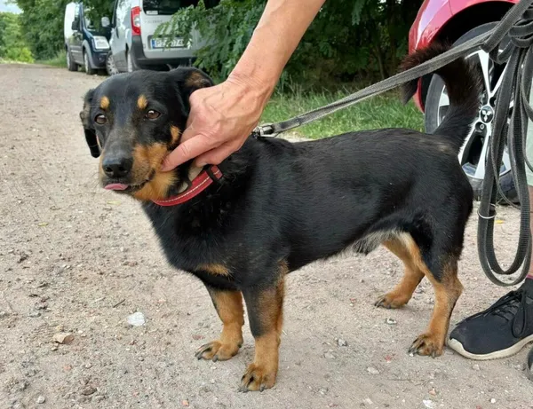 Pies do adopcji, Przyborówko, 18 listopada 2024 (2/3)