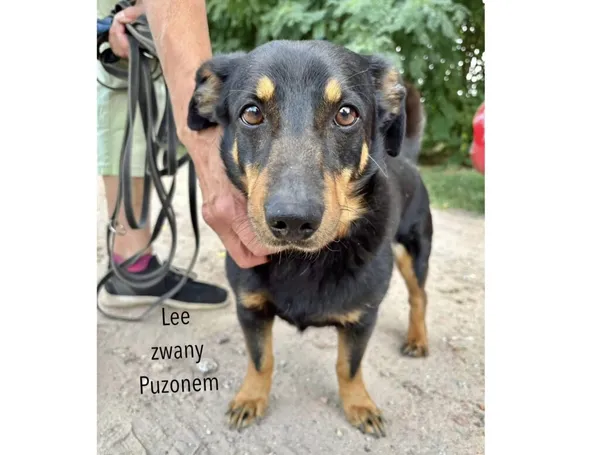 Pies do adopcji, Przyborówko, 18 listopada 2024 (3/3)