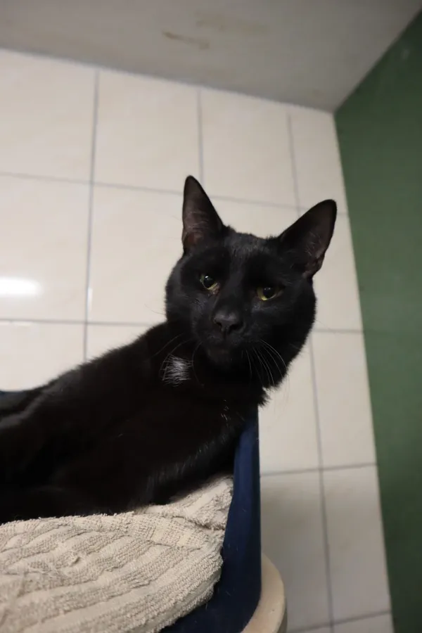 Kot do adopcji, Częstochowa, 21 czerwca 2024 (3/4)