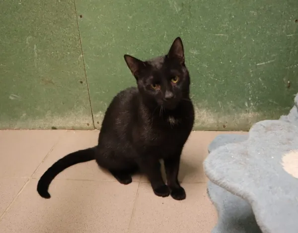 Kot do adopcji, Częstochowa, 21 czerwca 2024 (4/4)