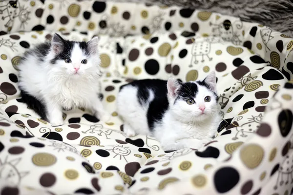 Znaleziono kota, Sosnowiec, 16 listopada 2024 (1/3)