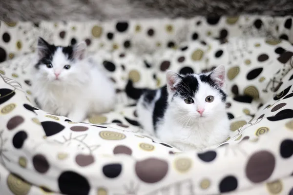 Znaleziono kota, Sosnowiec, 16 listopada 2024 (3/3)