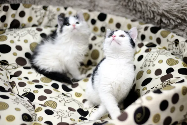 Znaleziono kota, Sosnowiec, 16 listopada 2024 (2/5)