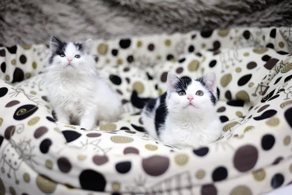 Znaleziono kota, Sosnowiec, 16 listopada 2024 (4/5)