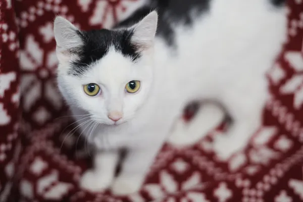 Znaleziono kota, Sosnowiec, 14 listopada 2024 (1/3)