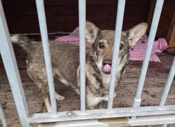 Pies do adopcji, Gorzów Wielkopolski, 19 listopada 2024