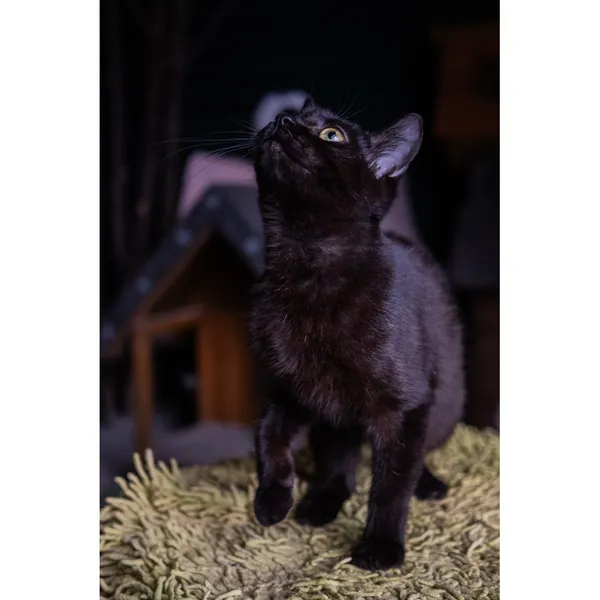 Znaleziono kota, Białystok, 8 lipca 2024 (2/4)