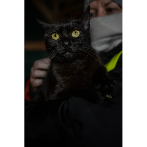 Znaleziono kota, Białystok, 8 lipca 2024 (3/4)