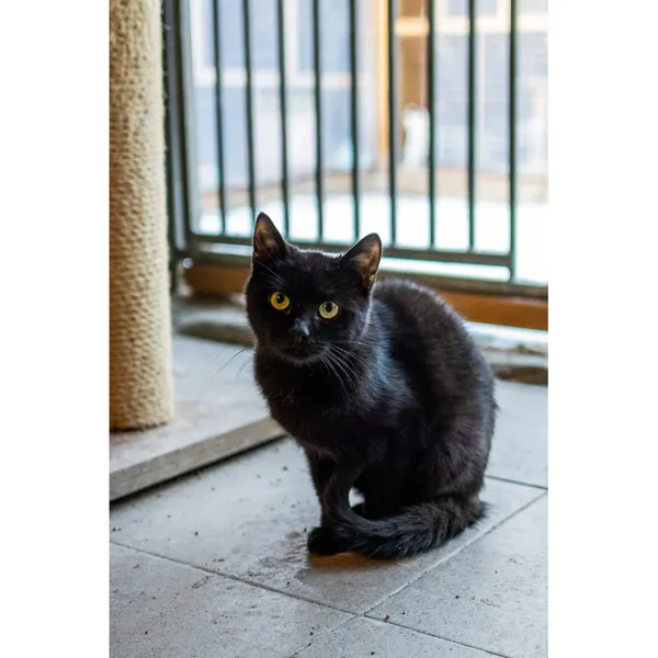 Znaleziono kota, Białystok, 17 lipca 2024 (1/4)