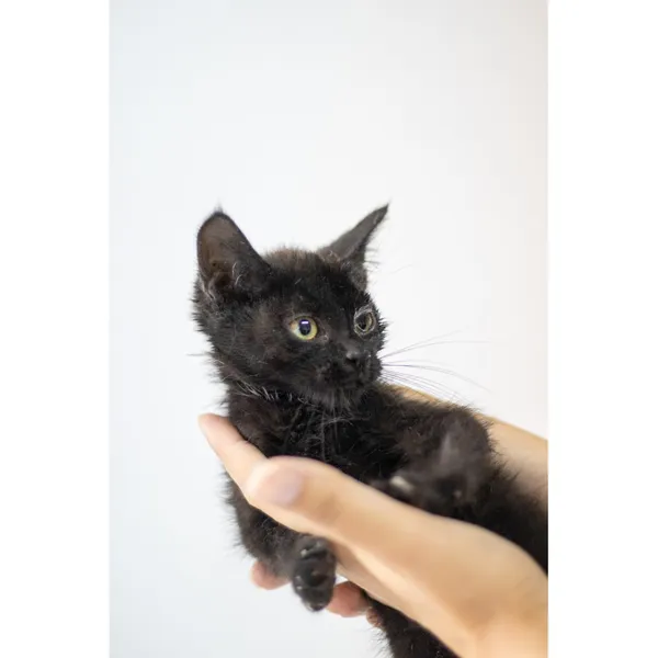 Znaleziono kota, Białystok, 17 lipca 2024 (4/4)