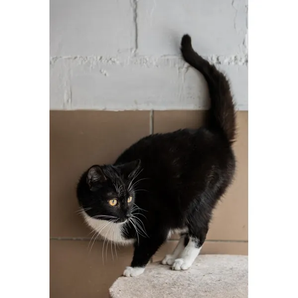 Znaleziono kota, Białystok, 5 sierpnia 2024 (2/5)