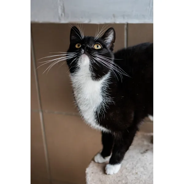 Znaleziono kota, Białystok, 5 sierpnia 2024 (4/5)