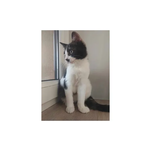 Znaleziono kota, Białystok, 28 sierpnia 2024 (1/5)