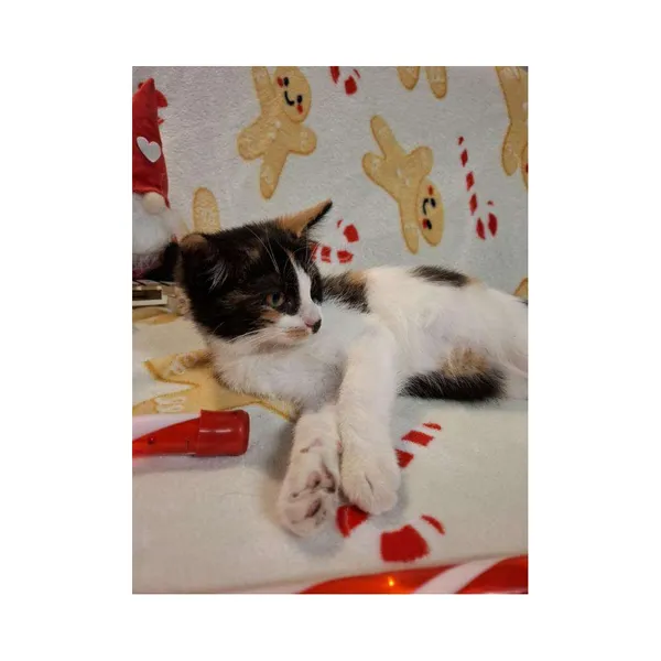 Znaleziono kota, Białystok, 28 sierpnia 2024 (3/5)