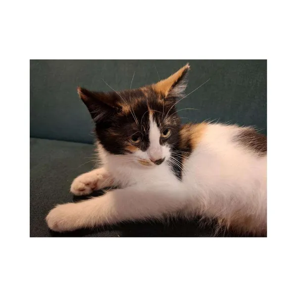 Znaleziono kota, Białystok, 28 sierpnia 2024 (5/5)