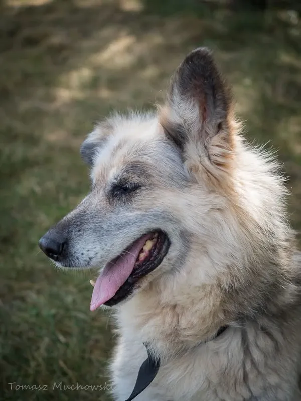 Pies do adopcji, Radom, 10 września 2025 (3/5)