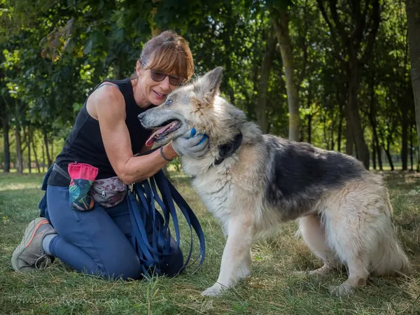 Pies do adopcji, Radom, 10 września 2025 (5/5)