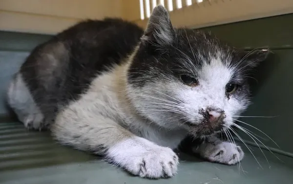 Znaleziono kota, Łódź, 20 listopada 2024