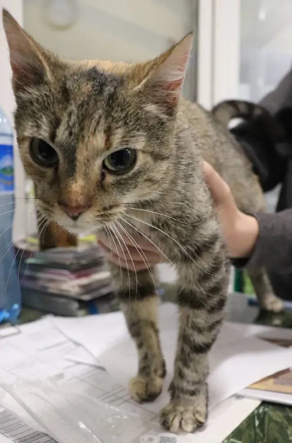 Znaleziono kota, Łódź, 20 listopada 2024 (1/2)