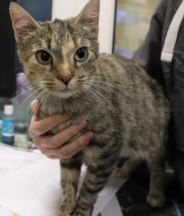 Znaleziono kota, Łódź, 20 listopada 2024 (2/2)