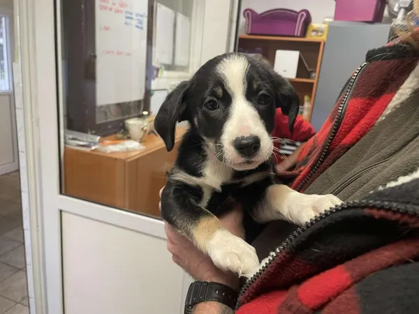 Znaleziono psa, Toruń, 18 listopada 2024