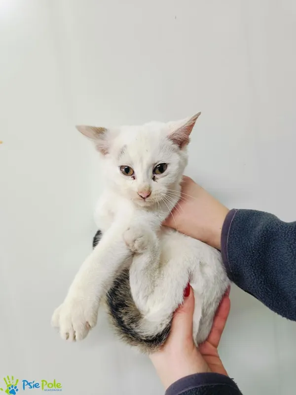 Kot do adopcji, Racławice, 13 listopada 2024 (2/5)