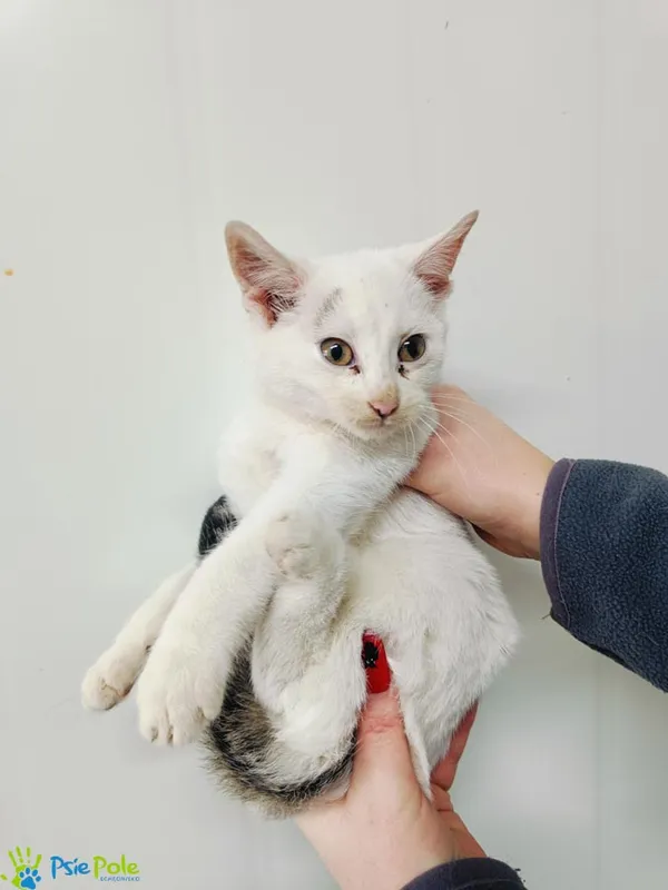 Kot do adopcji, Racławice, 13 listopada 2024 (4/5)