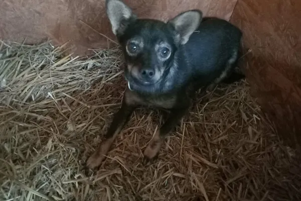 Znaleziono psa, Henrykowo, 22 października 2024