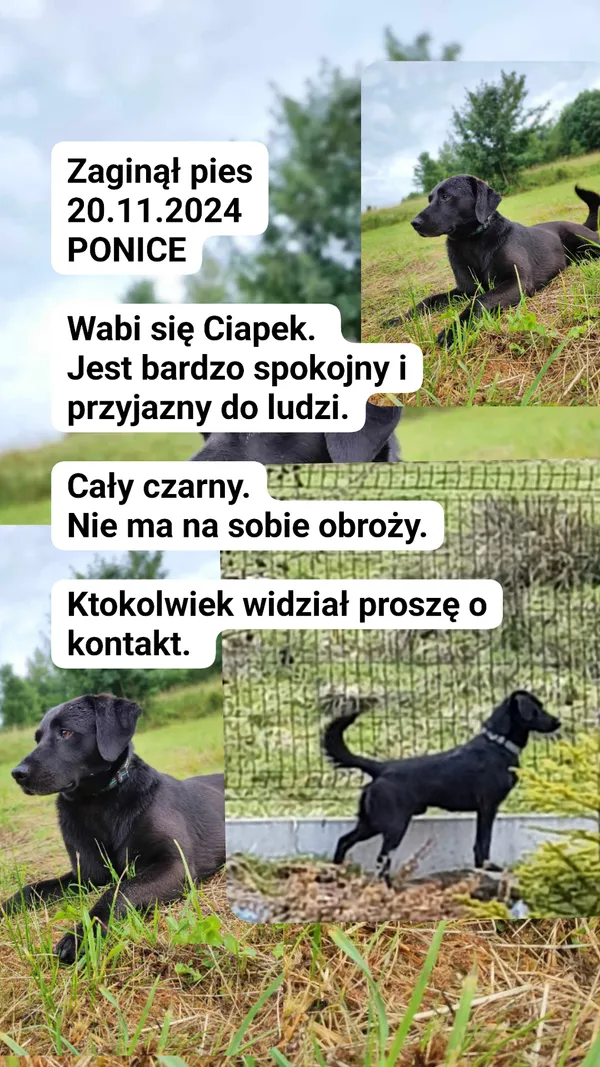 Zaginął pies, Ponice, 21 listopada 2024 (4/4)