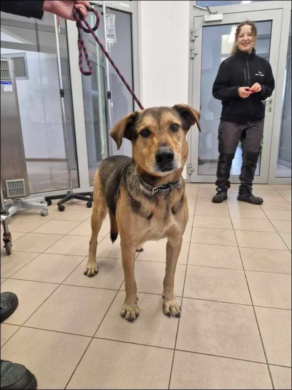 Znaleziono psa, Grudziądz, 21 listopada 2024