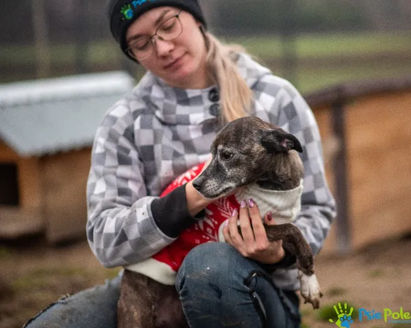 Znaleziono psa, Racławice, 16 listopada 2024 (2/5)