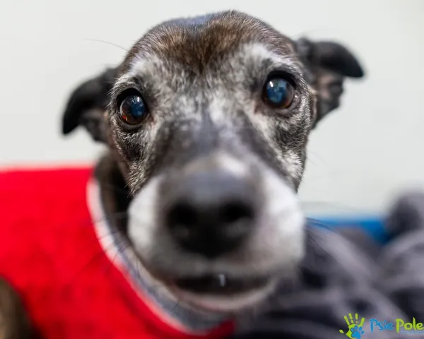 Znaleziono psa, Racławice, 16 listopada 2024 (3/5)