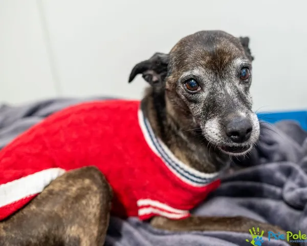 Znaleziono psa, Racławice, 16 listopada 2024 (4/5)