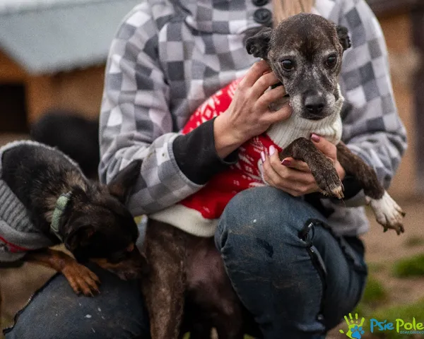 Znaleziono psa, Racławice, 16 listopada 2024 (5/5)